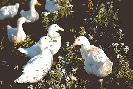 photography of white ducks near white petaled flower thumbnail
