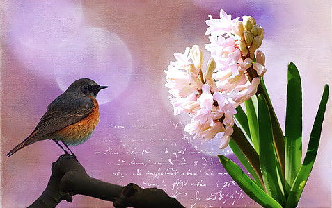 black and orange bird near white flower thumbnail