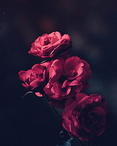 selective focus photography of red flowers thumbnail