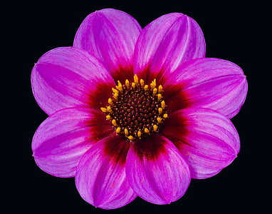 pink single-petaled dahlia flower thumbnail