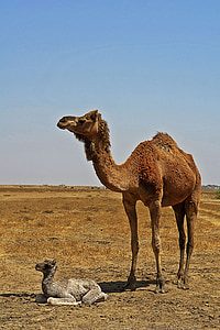 brown camel standing beside baby camel thumbnail
