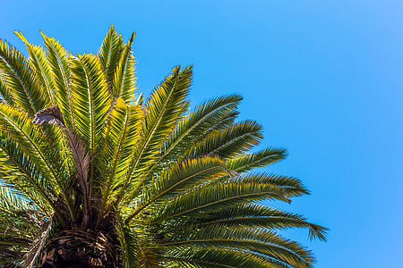 Palm Tree View from Below Against Clear Sky thumbnail