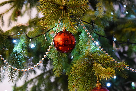 Red Baubels Hang on the Christmas Tree thumbnail