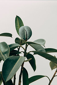 green leafed plant thumbnail