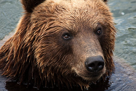 photo of brown bear thumbnail