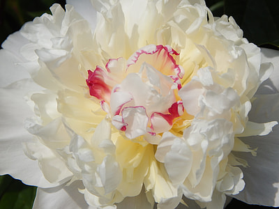 white flower thumbnail