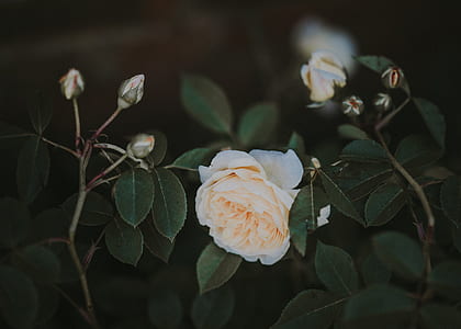 white rose in close up shot thumbnail