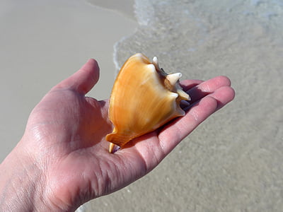 person holding beige conch shell thumbnail