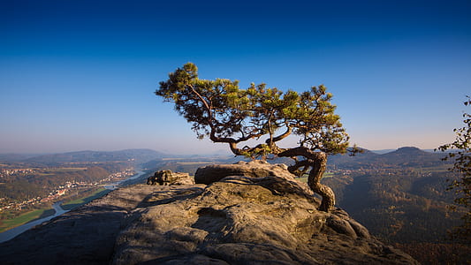 landscape photograph of green tree on the edge of mountain thumbnail