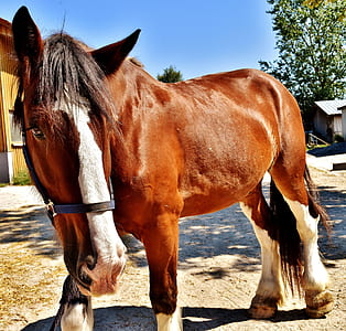 brown horse thumbnail