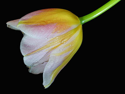 yellow and pink tulips closeup photography thumbnail