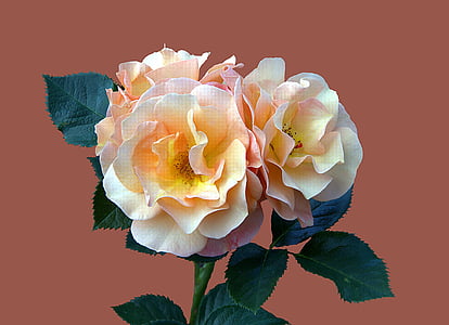 white and yellow rose blooming during daytime thumbnail