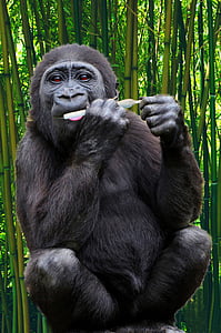 black monkey near bamboo thumbnail