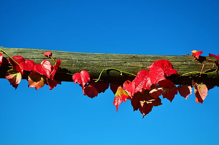 red leaves on wooden bar thumbnail