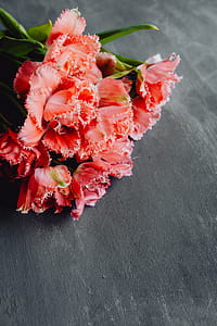 Colorful flowers on grey background with copy space thumbnail