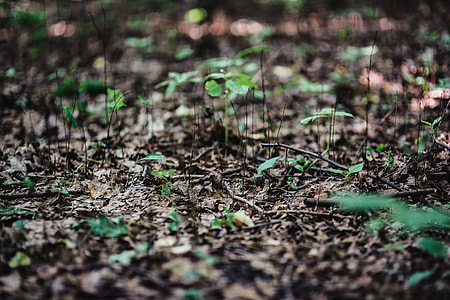 A walk through the forest moze thumbnail