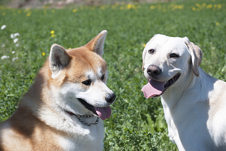 two adult yellow Labrador retriever and brown and white dog close-up photography thumbnail