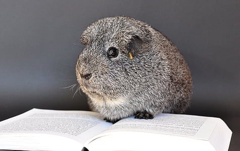 gray and white animal on book thumbnail
