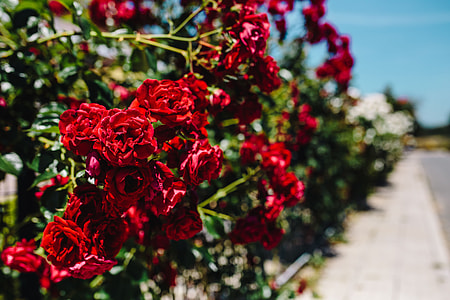 Roses of Bulgaria thumbnail