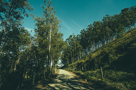 Grey Pathway in Middle on Green Trees and Grass Fields during Daytime thumbnail