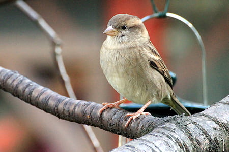 bird on tree branch thumbnail