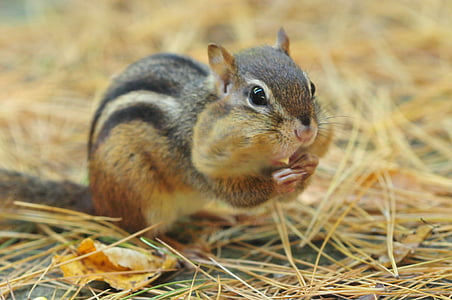 grey and black squirrel selective focus photo thumbnail