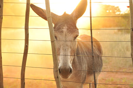 donkey beside fence thumbnail