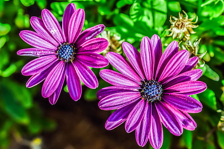two pink petaled flowers close-up photo thumbnail