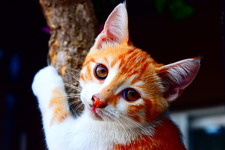 selective focus of orange and white tabby kitten thumbnail