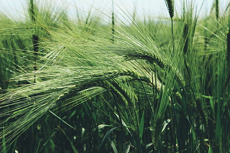 Green Grass Field thumbnail