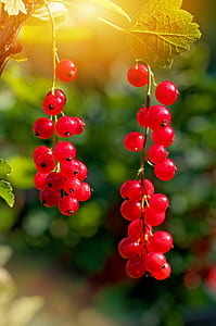 red berries in selective focus photography thumbnail