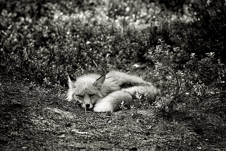 fox lying on soil near plants thumbnail