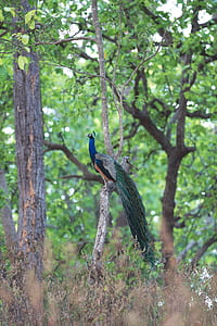 peafowl on tree thumbnail