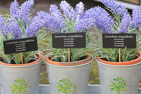 three purple lavender flowers in grey pots thumbnail