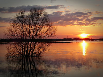 silhouette photography of bare tree thumbnail