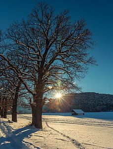 person showing bare tree thumbnail