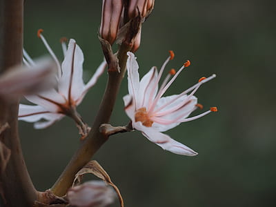 selective focus photo of white flowers thumbnail