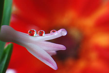 macro photography of flower bud thumbnail
