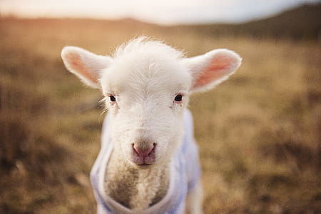 animal, cute, blur, fur thumbnail