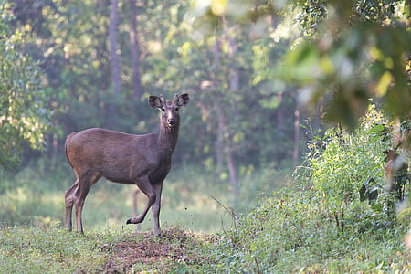 brown deer near tree thumbnail