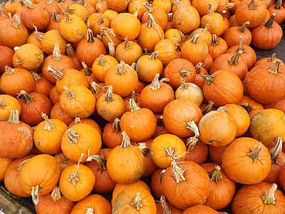 pumpkin lot thumbnail