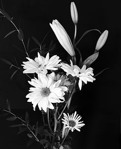 grayscale photo of daisy flower thumbnail