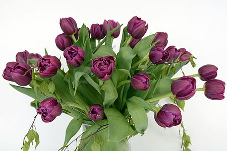 purple tulips bouquet close up photo thumbnail