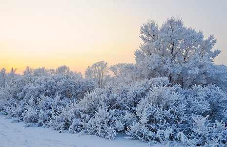 snow-covered plants and trees during daytime thumbnail