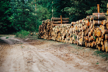 Wood trunks Wall thumbnail