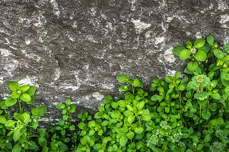 ovate leaf plant beside gray rock formation thumbnail