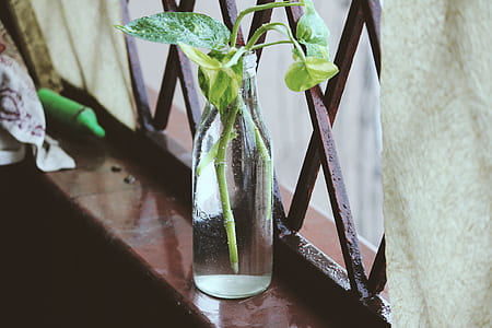 plant on glass bottle beside window thumbnail