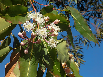 shallow focus photography of white flowers in tree thumbnail