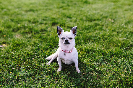 Small dogs on the grass thumbnail