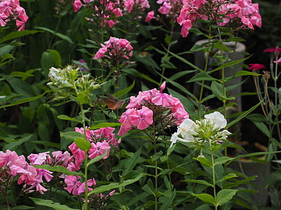 macro photography of white and pink oleander flowers thumbnail